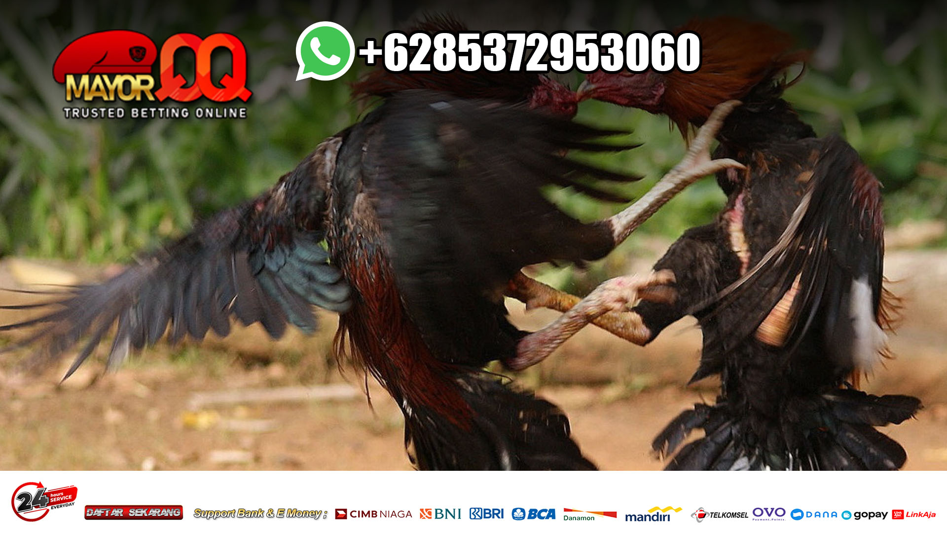 Situs Resmi Taruhan Sabung Ayam Online Deposit Pulsa