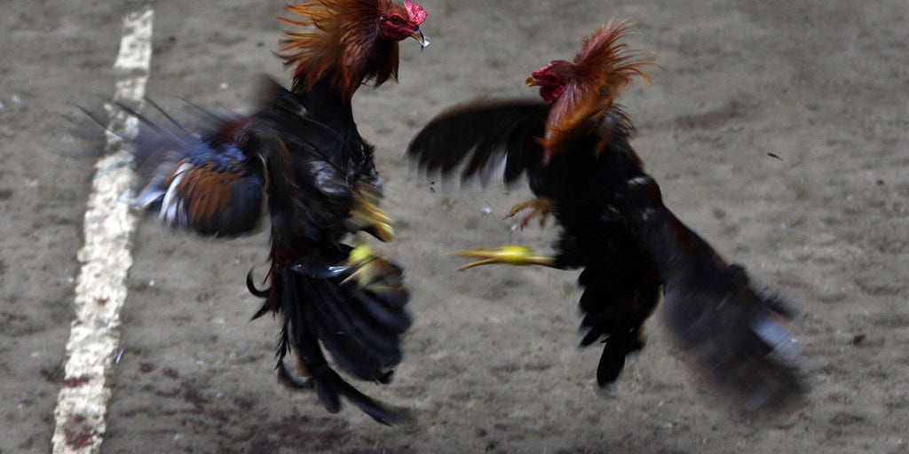Ayam Pukul Mematikan : Ciri-Ciri Fisik Kaki Jenis & Cara Mencetak