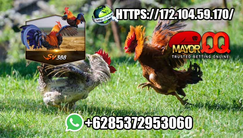 Situs Judi Sabung Ayam Online Deposit Pulsa 10 Ribu Tanpa Potongan